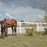 Heavy Duty U-Shaped PVC Horse Fence with 59.5X197mm Wide Beam